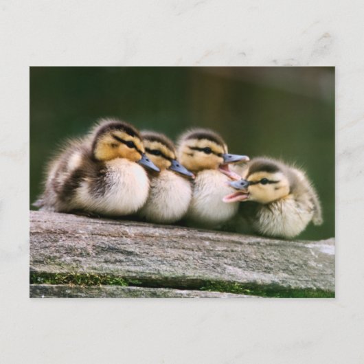 Baby Ducks Postkarte (Vorderseite)