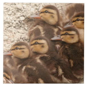Baby duckt Entlein-Stockenten-Vogel-Tier-Fliese Fliese