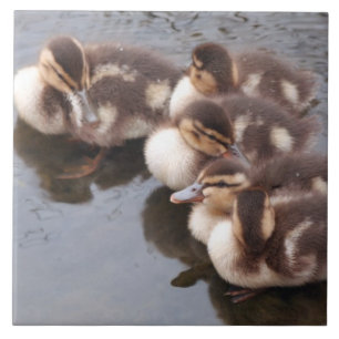 Baby duckt Entlein-Stockenten-Vogel-Tier-Fliese Fliese