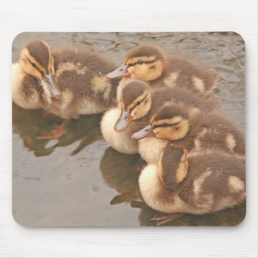 Baby duckt Vogel-wild lebende Tiere Mousepad (Vorne)