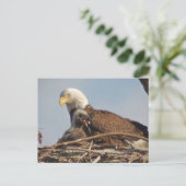 Baby Eagle 2011 Postkarte (Stehend Vorderseite)