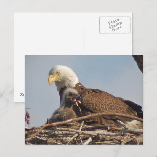 Baby Eagle 2011 Postkarte (Vorne/Hinten)