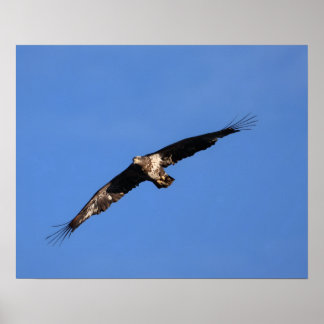 Baby Eagle of South Jersey! Poster