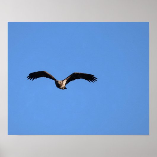 Baby Eagle! Poster (Vorne)