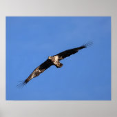 Baby eagle! poster (Vorne)