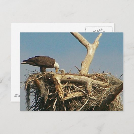 Baby Eagle! Postkarte (Vorne/Hinten)