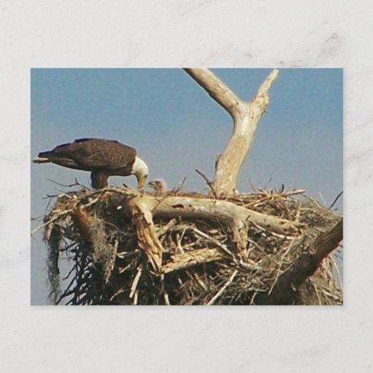 Baby Eagle! Postkarte (Vorderseite)