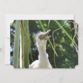 Baby Egrets Einladung (Vorderseite)