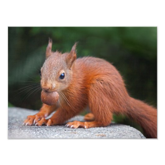 Baby Eichhörnchen mit Nussdruck Fotodruck (Vorne)