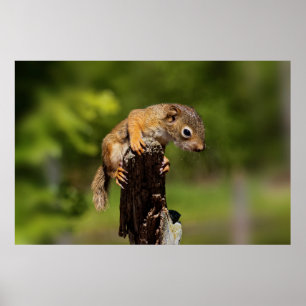 Baby Eichhörnchen Poster