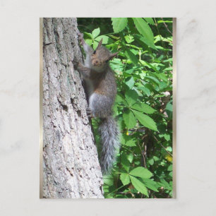 "Baby Eichhörnchen" Postkarte