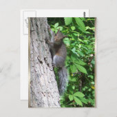 "Baby Eichhörnchen" Postkarte (Vorne/Hinten)