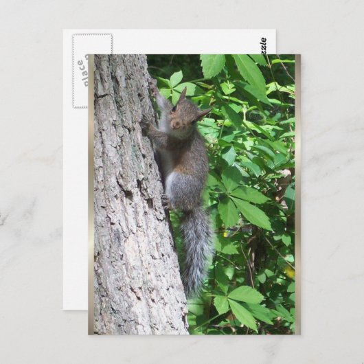"Baby Eichhörnchen" Postkarte (Vorne/Hinten)