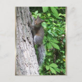 "Baby Eichhörnchen" Postkarte (Vorderseite)