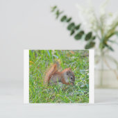 Baby-Eichhörnchen Postkarte (Stehend Vorderseite)