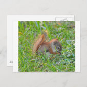 Baby-Eichhörnchen Postkarte (Vorne/Hinten)