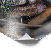 Baby Eichhörnchen Schlafen Fotodruck (Ecke)