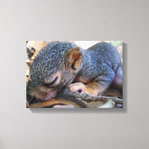 Baby Eichhörnchen Schlafen Leinwanddruck