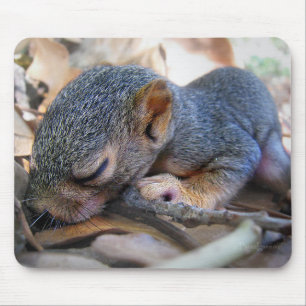 Baby Eichhörnchen Schlafen Mousepad