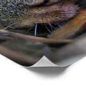 Baby Eichhörnchen Schlafen Poster (Ecke)