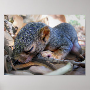 Baby Eichhörnchen Schlafen Poster