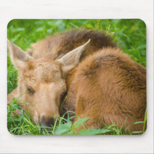 Baby-Elche, die im Gras, Baby-Tier schlafen Mousepad