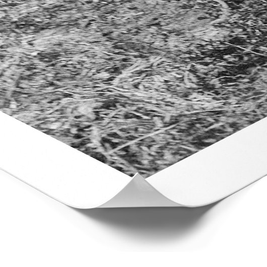 Baby Elche in Alaska 1915 Poster (Ecke)