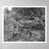 Baby Elche in Alaska 1915 Poster (Vorne)