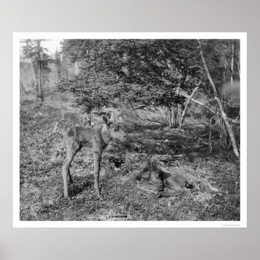 Baby Elche in Alaska 1915 Poster (Vorne)