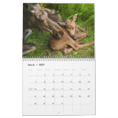 Baby-Elche Kalender (Mär 2027)