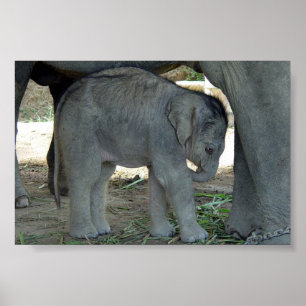Baby-Elefant-Druck Poster