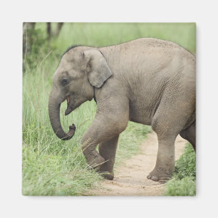 Baby-Elefant folgt der Mutter,Corbett Magnet