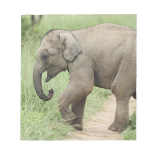 Baby-Elefant folgt der Mutter,Corbett Notizblock