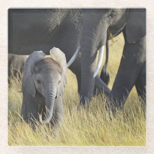 Baby-Elefant Glasuntersetzer (Vorderseite)