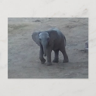 Baby-Elefant-Postkarte - durch Farn-Savanne Postkarte