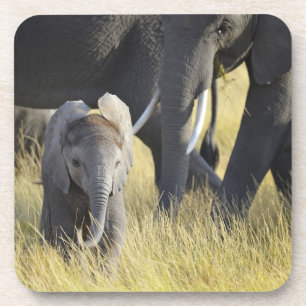 Baby-Elefant Untersetzer
