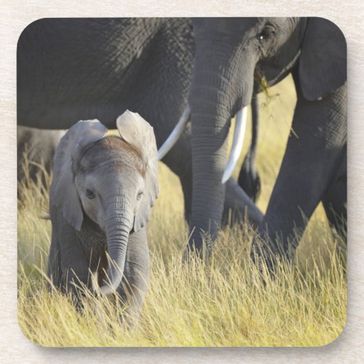 Baby-Elefant Untersetzer (Vorderseite)