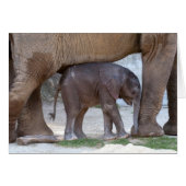 Baby Elephant (Vorderseite (Horizontal))