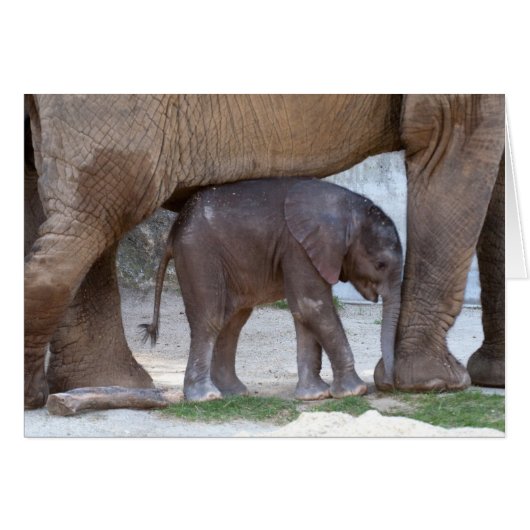 Baby Elephant (Vorderseite (Horizontal))