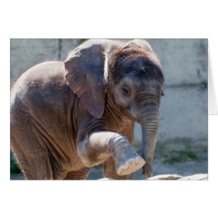 Baby Elephant