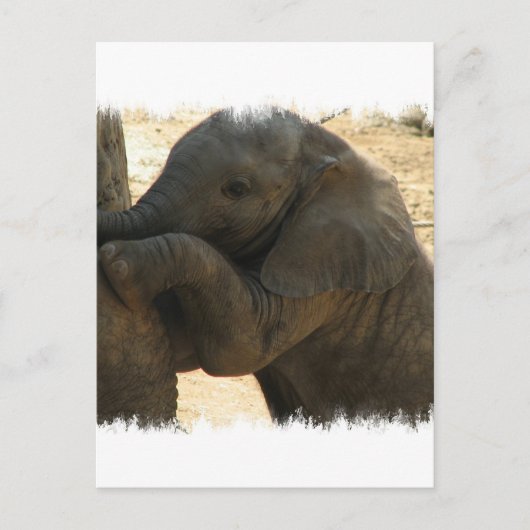 Baby Elephant Card Postkarte (Vorderseite)