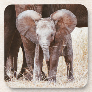 Baby Elephant Cute African Elephant with Mom Getränkeuntersetzer