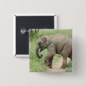 Baby Elephant folgt der Mutter, Corbett Button (Vorne & Hinten)