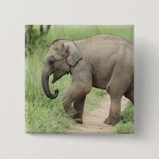 Baby Elephant folgt der Mutter, Corbett Button (Vorderseite)