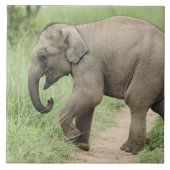Baby Elephant folgt der Mutter, Corbett Fliese (Vorderseite)