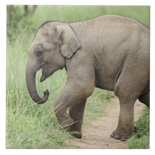 Baby Elephant folgt der Mutter, Corbett Fliese (Vorderseite)
