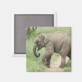 Baby Elephant folgt der Mutter, Corbett Magnet (Vorderseite/Rückseite)