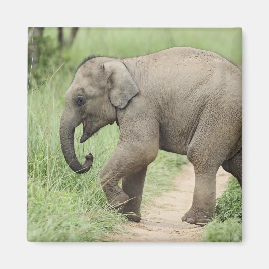 Baby Elephant folgt der Mutter, Corbett Magnet (Vorne)