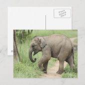 Baby Elephant folgt der Mutter, Corbett Postkarte (Vorne/Hinten)