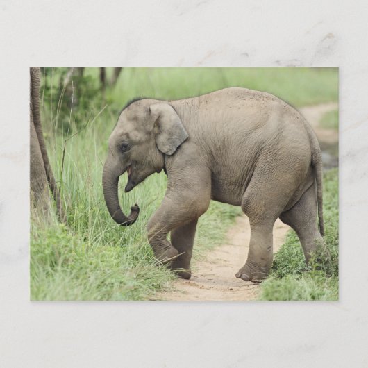 Baby Elephant folgt der Mutter, Corbett Postkarte (Vorderseite)